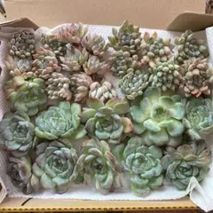 多肉植物　純愛とソロモン　抜き苗　エケベリア　韓国苗　詰め合わせ　1のサムネイル