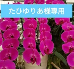 tococoさまご検討中洋蘭原種ロックレリア tococoさまご検討中洋蘭原種ロックレリア - メルカリ