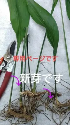 ゆう@断捨離中様 リクエスト 2点 まとめ商品