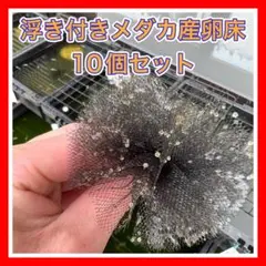 めだか産卵床浮き付き10個セットのサムネイル