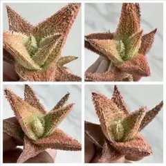 2026年最新】アロエハイブリッドの人気アイテム - メルカリ