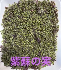 北海道2025年【北海道共和町あじとみ西瓜 特秀品1玉〔約6.5kg〕】常温