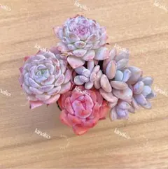 【レア品種】NEW☆4種類☆多肉植物4苗セット 土・根付き