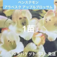 ペンステモン アラベスク アップルブロッサム【ポット苗】 - メルカリ