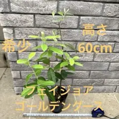 現品】ピコマンゴー苗木 別名：ピコ 8号 マンゴーの木 大株 G25番