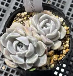 A2209 新入荷 キュービックフロスティー錦 エケベリア 多肉植物 - メルカリ