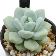 いちご様 リクエスト 5点 まとめ商品