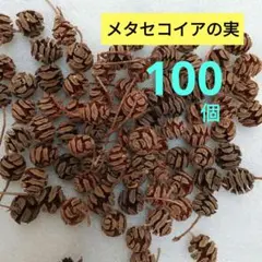 #K58 小さな可愛らしい メタセコイアの実 木の実 ドライ　100個