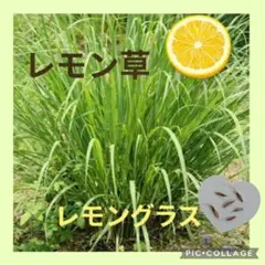 kota様 リクエスト 3点 まとめ商品