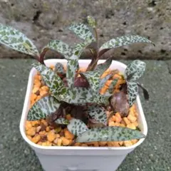 さつき様 リクエスト 3点 まとめ商品