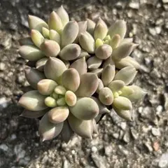 歩様 リクエスト 3点 まとめ商品