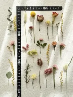 No.12❇︎ドライフラワー花材セット❇︎短い茎付き❇︎S