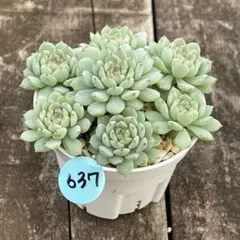 さちぶぅ様 リクエスト 2点 まとめ商品