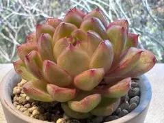 N*o様 3421 新入荷　ほひあかり　エケベリア　多肉植物　撮影12月30日