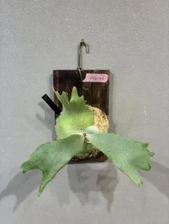 第四種郵便】P. wilinckii YMD Antler Crown【11】 - メルカリ