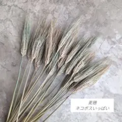 ドライフラワー素材❕スペルト小麦25本(^.^)自然栽培.:*:・'°☆ - メルカリ