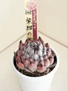 ミ*オ様 紫紺の矢　ミックスベリア