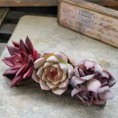 大きな豆様 リクエスト 3点 まとめ商品