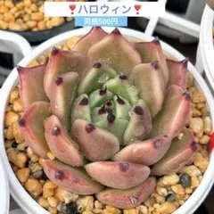 ❣️オーストラリア キャプテンヘイ❣️現品 エケベリア 寄せ植え 多肉
