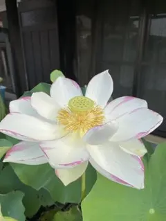 コポ子様 リクエスト 2点 まとめ商品