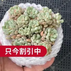 【送料込｜リトルレッドエッグ + 1苗】エケベリア韓国苗　多肉植物　ポコ多肉