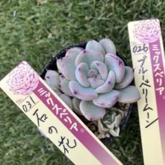 ミックスベリア ブルーベリームーン おらいさん 根付き苗 多肉植物 4