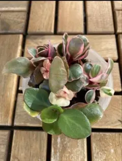 kiseki様 リクエスト 2点 まとめ商品