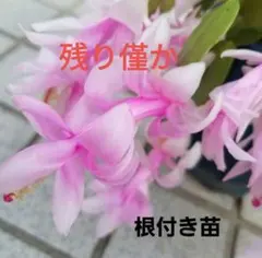 シャコバサボテン白ピンクのサムネイル