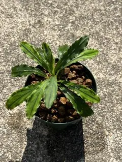 Bucephalandra sp Bright greenのサムネイル
