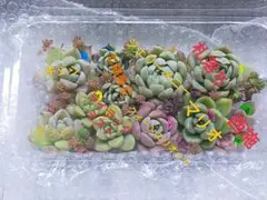 寄せ植え　カット苗　多肉植物　寄せ植えセット　詰め合わせ