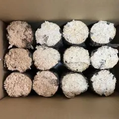 Item thumbnail for item b35f2819-8c5e-4449-8354-d4452c9e4b55