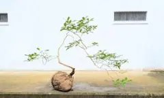 銘木。根上り山採りアセビ。 - メルカリ