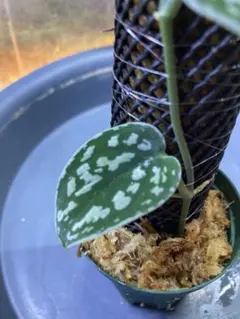 【訳あり特価】Scindapsus Yupa 希少 Scindapsus yupa