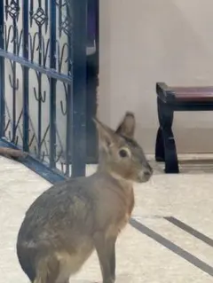 みくみく様専用