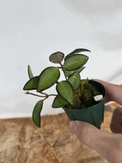 John様 リクエスト 2点 まとめ商品