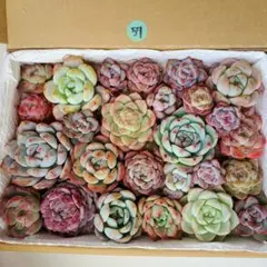 kojiguriririri様 リクエスト 2点 まとめ商品