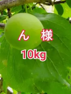 miu☆　白加賀梅　10kg miu☆様専用 白加賀梅 10kg - メルカリ