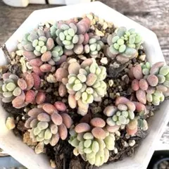 レア‼︎赤ちゃんいっぱい♡ストロベリーヘイズ　抜き苗！多肉植物　セダムのサムネイル