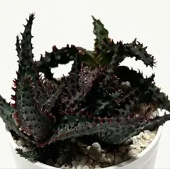 2026年最新】アロエハイブリッドの人気アイテム - メルカリ