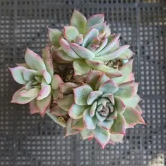 多肉植物☆毒リンゴ(ロウルサンコさん)×チワワエンシス - メルカリ