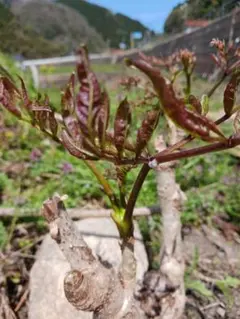 たらの木　たらの芽　栽培専用　植えるだけ　苗木3株で980円　残りわずかのサムネイル