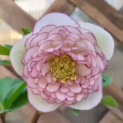 2026年最新】クリスマスローズ 多弁の人気アイテム - メルカリ