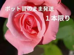 ピンクのバラ　苗