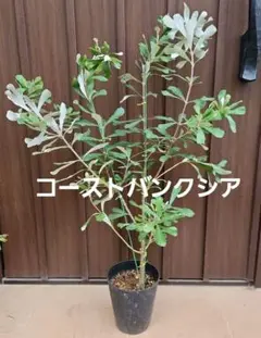 2026年最新】バンクシア コーストの人気アイテム - メルカリ