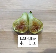 2026年最新】LSUホーリエの人気アイテム - メルカリ