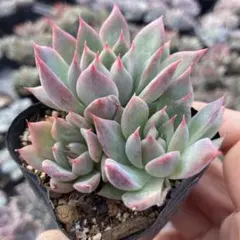 2025年最新】相府蓮の人気アイテム - メルカリ