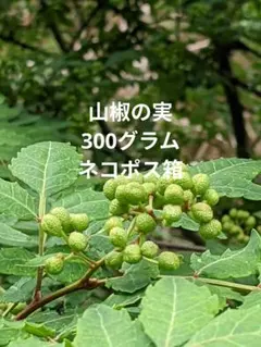 3.岡山県産 山椒の実 300グラム …ネコポス箱のサムネイル