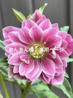 ♡あんあん様♡ 専用ページ