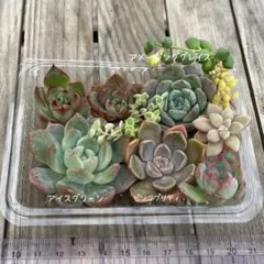 多肉植物　寄せ植えセット　多肉弁当　（カット苗）