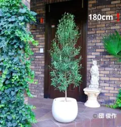 オリーブの木,た植物/観葉植物 シプレッシーノ『綺麗な樹形。全長約340